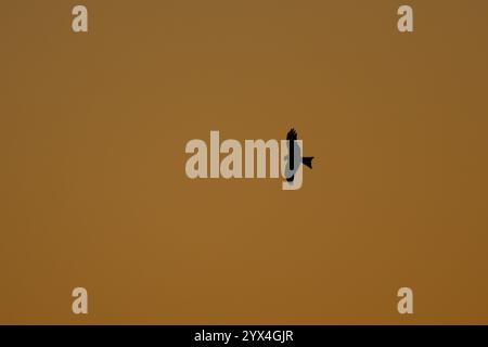 Silhouette de cerf-volant rouge (Milvus milvus) d'un oiseau de proie adulte volant contre un ciel orange au coucher du soleil, Angleterre, Royaume-Uni, Europe Banque D'Images