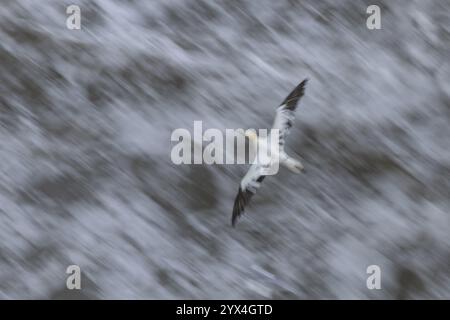 Gannet nordique (Morus bassanus) oiseau adulte volant au-dessus de la mer, image de flou de mouvement, Angleterre, Royaume-Uni, Europe Banque D'Images