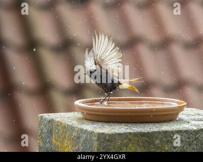 Rouge noir (Phoenicurus ochruros) femelle adulte, battant ses ailes, se baignant dans un bain d'oiseaux, situé sur un balcon, Hesse, Allemagne, Europe Banque D'Images