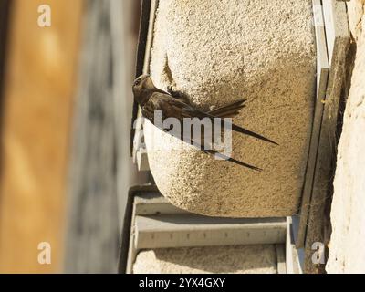 Swift commun (Apus apus), oiseau adulte à l'entrée de son nid, qui est l'un d'une rangée de nichoirs artificiels qui ont été mis sur les speci du bâtiment Banque D'Images