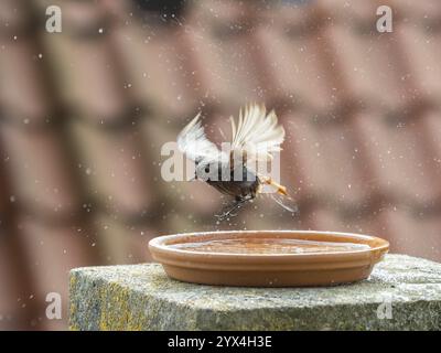 Rouge noir (Phoenicurus ochruros) femelle adulte, battant ses ailes, se baignant dans un bain d'oiseaux, situé sur un balcon, Hesse, Allemagne, Europe Banque D'Images