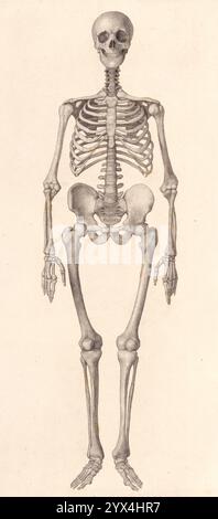 Squelette humain : vue frontale (Une exposition anatomique comparative du corps humain avec celle d'un tigre et d'une volaille commune. Londres 1804-06, pl. I), 1804-06. Banque D'Images