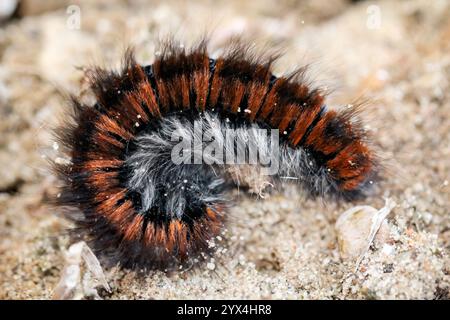 Chenille de la teigne du renard Banque D'Images