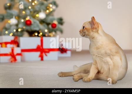 Adorable chaton crème de chat birman. Chat sur fond de nouvel an festif. Carte postale ou invitation avec chat. Copier l'espace. Banque D'Images