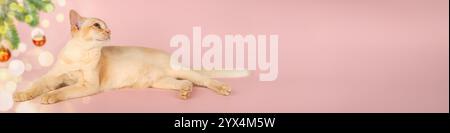 Adorable chaton crème de chat birman. Chat sur fond de nouvel an festif. Carte postale ou invitation avec chat. Copier l'espace. Banque D'Images