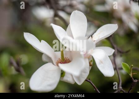 Le magnolia blanc fleurit à Wrocław, en Pologne, mettant en valeur la beauté du printemps dans une ville européenne historique Banque D'Images