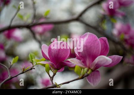 Le magnolia rose fleurit à Wrocław, en Pologne, apportant des couleurs printanières vibrantes aux rues pittoresques de la ville Banque D'Images