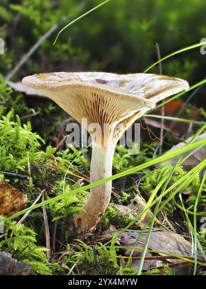 Tête de moine (Infundibulicybe geotropa), arrière-plan flou, Rhénanie du Nord-Westphalie, Allemagne, Europe Banque D'Images