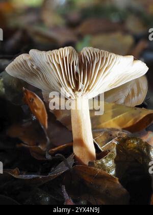 Champignon Lactarius rufus (Lactarius rufus, fond flou, Rhénanie du Nord-Westphalie, Allemagne, Europe Banque D'Images