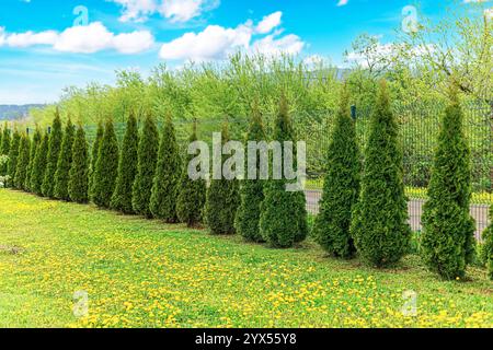 Les arbres Thuja sont plantés en rangée. Banque D'Images