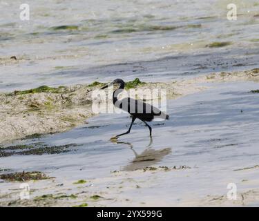 Une aigrette de récif occidental pêche sur le bord de mer à Zanzibar Banque D'Images