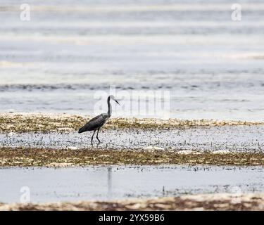 Une aigrette de récif occidental pêche sur le bord de mer à Zanzibar Banque D'Images