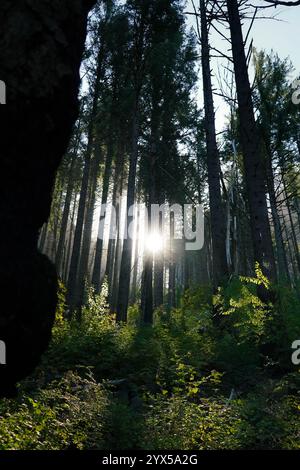 Le soleil jette un œil à travers de grands arbres lors d'une randonnée dans la gorge du fleuve Columbia Banque D'Images