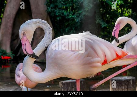 Oiseau flamant avec plume rose et bec debout sur une jambe dans la nature sur une prairie d'herbe verte près du lac Banque D'Images