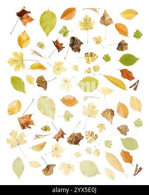 Une collection harmonieuse de feuilles séchées de différentes espèces d'arbres qui saisit la beauté et la diversité des couleurs de l'automne sur un fond blanc. Banque D'Images