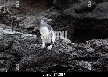 Manchot des Galapagos (Spheniscus mendiculus), île Sombrero Chino, îles Galapagos, Équateur. Jeune oiseau sur la lave côtière Banque D'Images