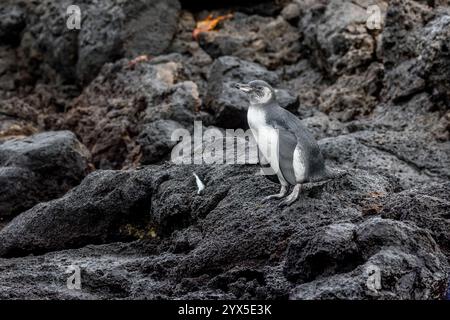 Manchot des Galapagos (Spheniscus mendiculus), île Sombrero Chino, îles Galapagos, Équateur. Jeune oiseau sur la lave côtière Banque D'Images