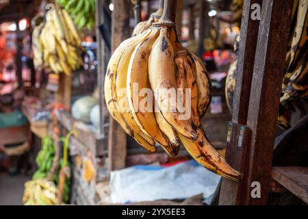 Bouquet de longues bananes jaunes fraîches accrochées au marché Darajani, Bazaar dans Stone Town, Zanzibar, Tanzanie. Banque D'Images