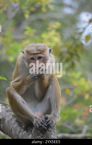 Un singe au Temple d'Or, Dambulla, Sri Lanka Banque D'Images