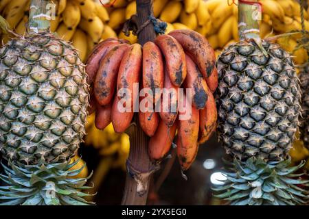 Bouquet de petites bananes rouges fraîches et ananas avec une partie de la tige suspendue au marché Darajani, Bazaar dans Stone Town, Zanzibar, Tanzanie. Banque D'Images