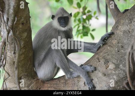 Un singe au Temple d'Or, Danbulla, Sri Lanka Banque D'Images