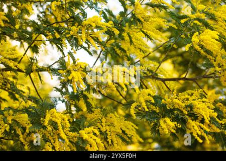 Floraison printanière d'acacia dealbata, d'acacia argenté, d'acacia bleu ou de mimosa, espèce de fond de plante à fleurs Banque D'Images