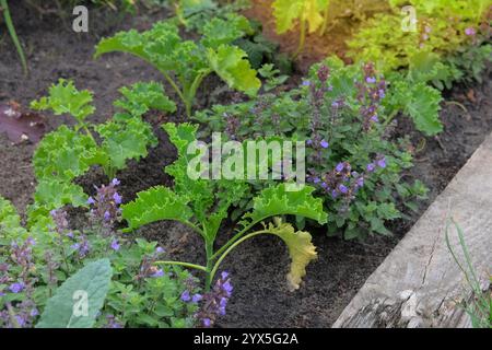 Les semis de chou frisé sont plantés dans le jardin du village. Culture de chou vert dans le jardin de chalet. Jardinage. Journée ensoleillée. Banque D'Images