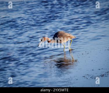 Un héron tricolore marche sur l'eau. L'eau est calme et bleue. L'oiseau cherche de la nourriture Banque D'Images