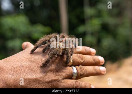 Goliath Birdeater Tarantula (Theraphosa blondi) dans la forêt tropicale de l'Amazonie péruvienne Banque D'Images