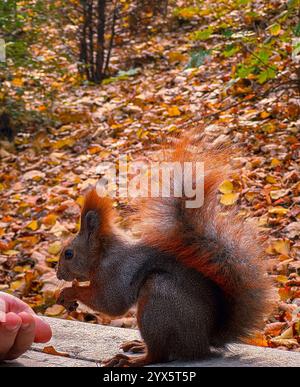 Écureuil se nourrissant de la main en automne Banque D'Images