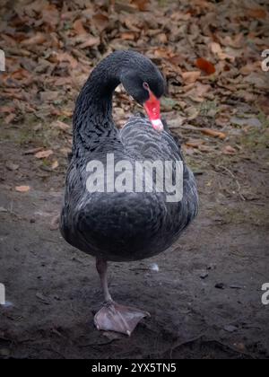 Un cygne noir debout sur une jambe et nettoyant ses plumes sur le bord d'un étang Banque D'Images