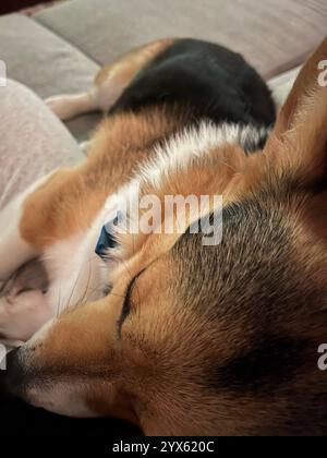 Cozy Corgi dormir paisiblement sur un canapé Banque D'Images