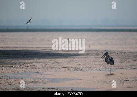 Le lac Urema fournit un habitat à des oiseaux comme la cigogne de Marabou, Leptoptilos crumenifer, dans l'écosystème du parc national de Gorongosa, Sofala, Mozambique Banque D'Images