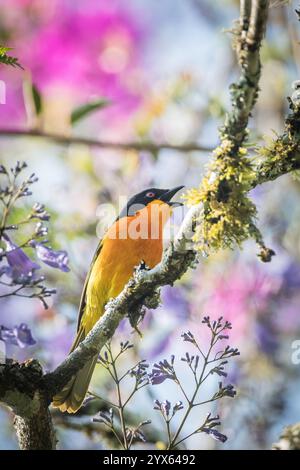 Bushshrike à fronts noirs, Chlorophoneus nigrifrons, perché dans un jacaranda fleuri, Jacaranda mimosifolia, Selsomseen, Eastern Highlands, Zimbabwe Banque D'Images