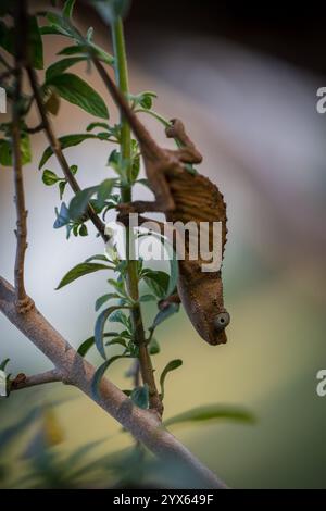 Vue rapprochée du caméléon pygmée de Marshall, Rhampholeon marshalli, dans son habitat Afromontane, Eastern Highlands, Mutare, Manicaland, Zimbabwe Banque D'Images