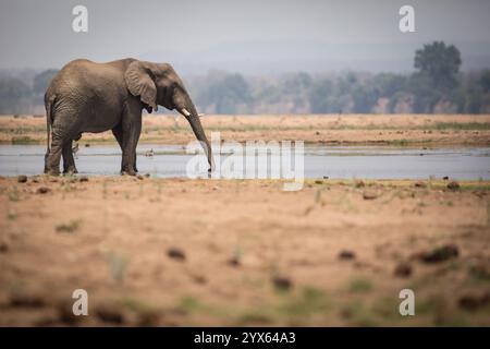 Taureau éléphant de savane africaine, Loxodonta africana, boissons de la rivière Runde, parc national de Gonarezhou, province de Masvingo, Zimbabwe. Banque D'Images