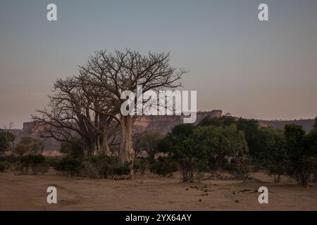 Vue panoramique des baobabs, Adansonia digitata, sur la plaine inondable de la rivière Runde devant les falaises de Chilojo au coucher du soleil, Parc National de Gonarezhou, Banque D'Images