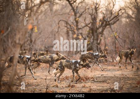Meute de chiens sauvages africains en voie de disparition, Lycaon pictus, en chasse dans le parc national de Gonarezhou, province de Masvingo, Zimbabwe. Banque D'Images