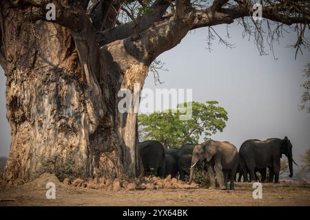 Troupeau d'éléphant d'Afrique, Loxodonta africana, buvant à l'ombre du baobab, Adansonia digitata, savane boisée du parc national de Gonarezhou. Banque D'Images