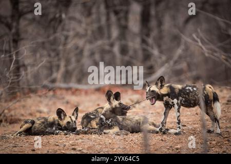 Les chiots africains Wild Dog, Lycaon pictus, jouent avec un bâton et se reposent dans la savane chaude et sèche du parc national de Gonarezhou, province de Masvingo, Zimbabwe. Banque D'Images