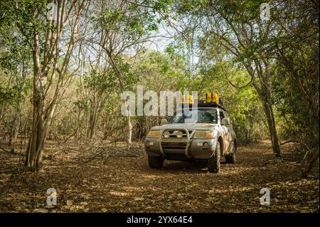 Conduire un véhicule 4x4 à travers les magnifiques forêts boisées de miombo de Mhpingwe, province de Sofala, Mozambique, dominé par des arbres comme Brachystegia Banque D'Images