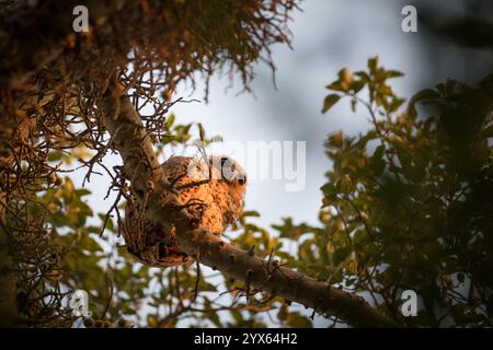 La chouette de pêche de Pel, Scotopelia peli, vue lors d'une promenade à Dumela, Pafuri, Parc national du Limpopo, Gaza, Mozambique, un oiseau rare prisé parmi les observateurs d'oiseaux. Banque D'Images