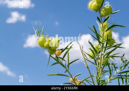 Gomphocarpus physocarpus, plante montgolfière, médecine traditionnelle, nourriture de chenilles de papillons monarques Banque D'Images