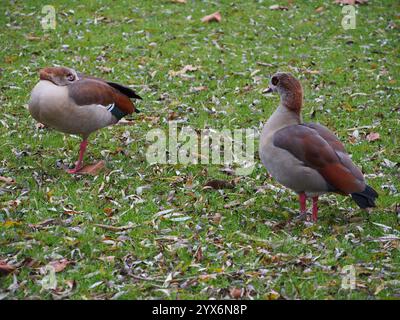 Deux oies égyptiennes (alopochen aegyptiaca) sur une prairie dans le parc Rheinaue à Bonn, Allemagne en décembre Banque D'Images