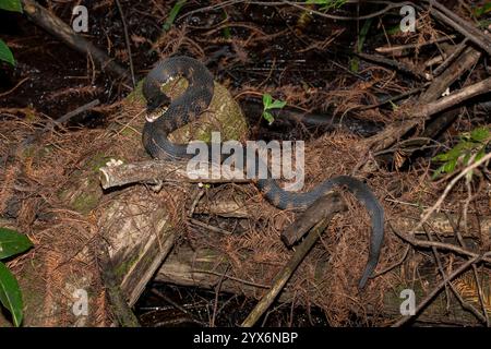 Naples, Floride. Sanctuaire marécageux en tire-bouchon. Vue en longueur d'une couleuvre d'eau du Sud également appelée couleuvre d'eau baguée, Nerodia fasciata, dans le Flori Banque D'Images