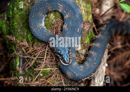 Naples, Floride. Sanctuaire marécageux en tire-bouchon. Vue rapprochée d'une couleuvre d'eau du Sud également appelée couleuvre d'eau baguée, Nerodia fasciata, en Floride Banque D'Images