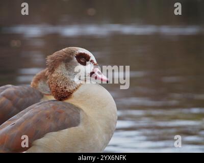 Gros plan de deux oies égyptiennes (alopochen aegyptiaca) debout les yeux fermés sur le bord de l'étang dans le parc Rheinaue à Bonn, Allemagne en Banque D'Images