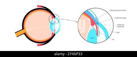 Drainage de liquide dans l'oeil. Illustration montrant comment la chambre postérieure et le maillage trabéculaire jouent un rôle crucial dans l'élimination du liquide intraoculaire. Banque D'Images
