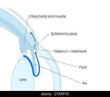 Drainage de liquide dans l'oeil. Illustration montrant comment la chambre postérieure et le maillage trabéculaire jouent un rôle crucial dans l'élimination du liquide intraoculaire. Banque D'Images