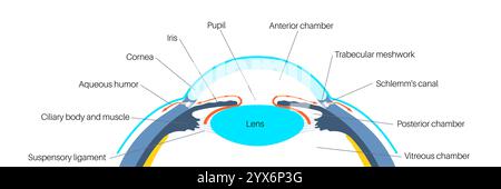 Drainage de liquide dans l'oeil. Illustration montrant comment la chambre postérieure et le maillage trabéculaire jouent un rôle crucial dans l'élimination du liquide intraoculaire. Banque D'Images